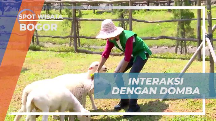 Interaksi Seru dengan Domba di The Ranch, Puncak, Bogor