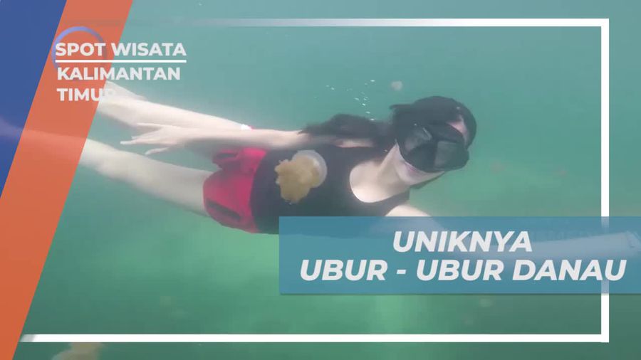 Mengagumi Uniknya Ubur-Ubur Tak Berbahaya di Kalimantan Timur