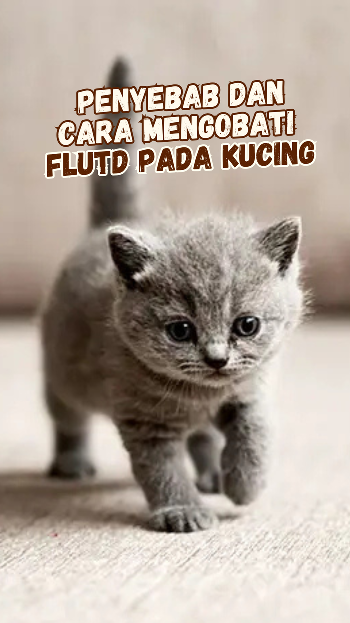 Video: Serba-serbi FLUTD, Penyakit yang Sering Ditemukan pada Kucing Jantan
