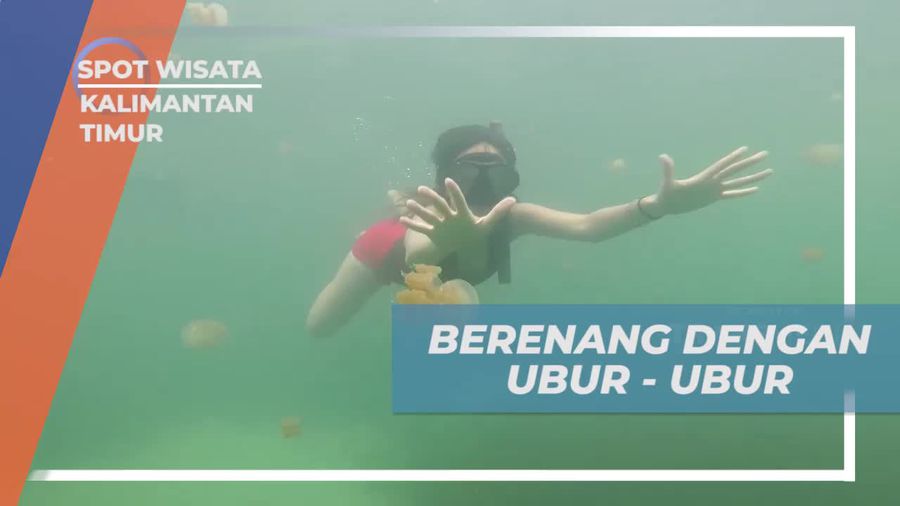 Menari Bersama Ubur-Ubur di Danau Kakaban, Kalimantan Timur
