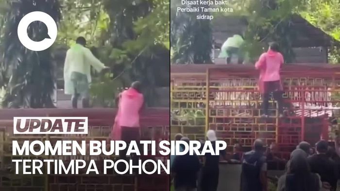 Video: Bupati Sidrap Tertimpa Pohon saat Kerja Bakti hingga Memar di Pundak