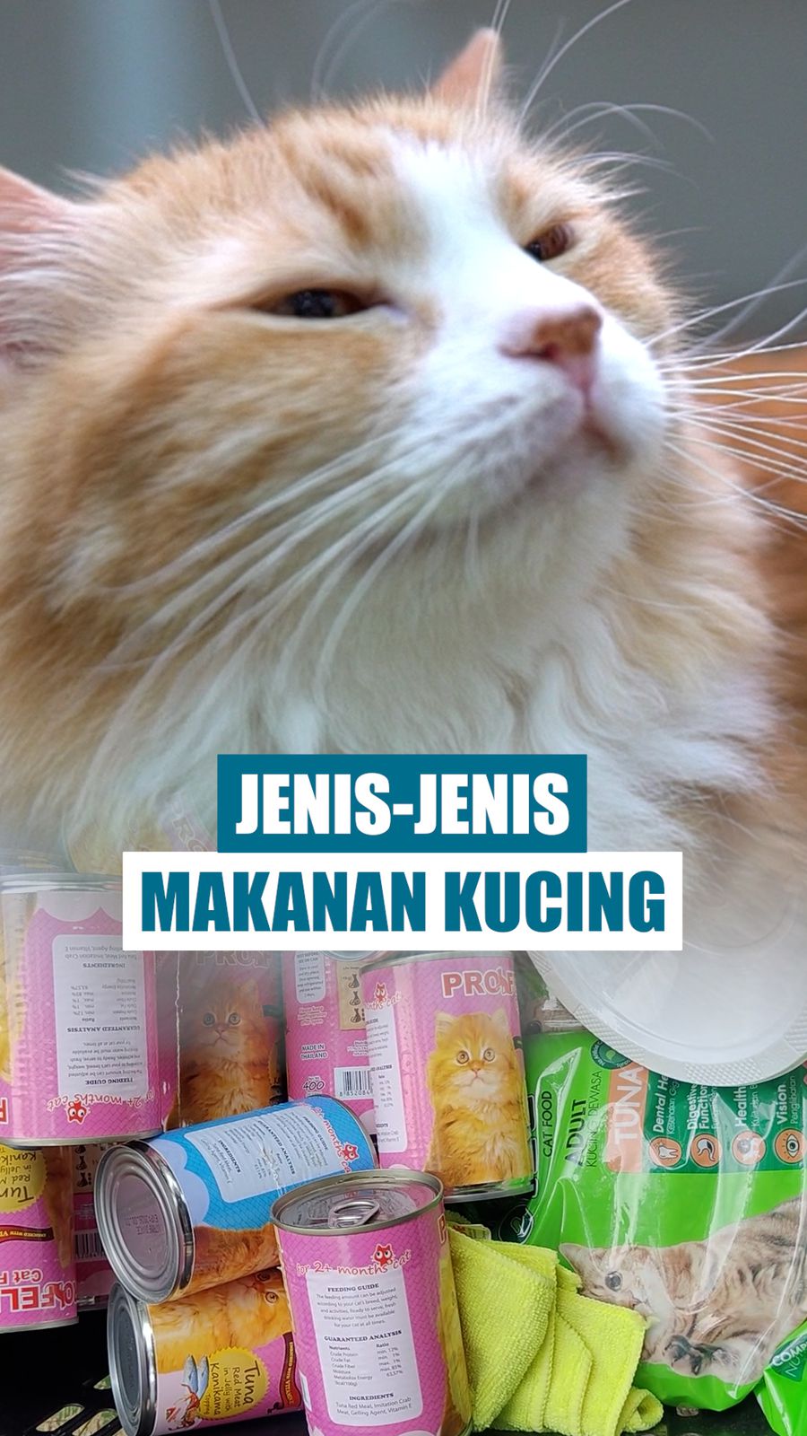 Video: Kucing Lebih Baik Makan Raw Food, Wet Food atau Dry Food Yah?