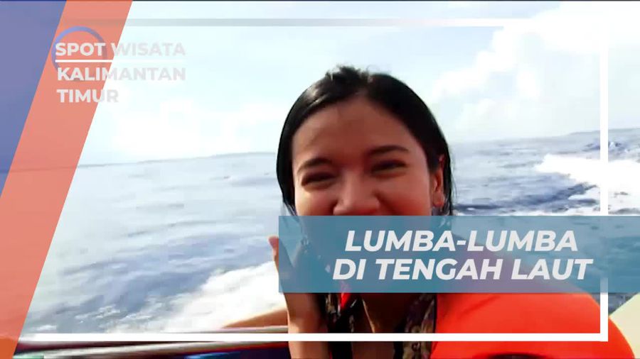 Menikmati Pertunjukan Lumba-lumba di Laut Kalimantan Timur