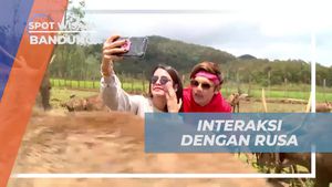 Bersendau Sambil Memberi Makan Rusa di Ranca Upas, Bandung