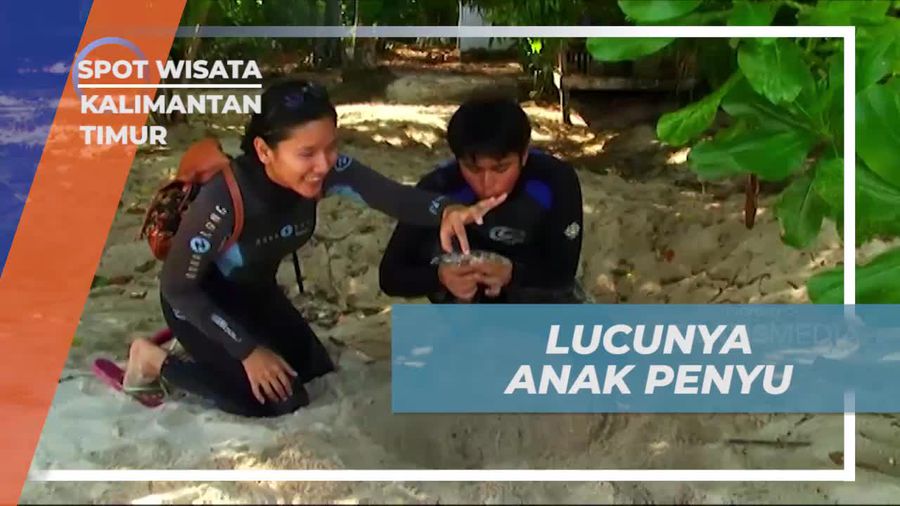 Menyaksikan Keimutan Anak Penyu di Pulau Sangalaki, Kalimantan Timur