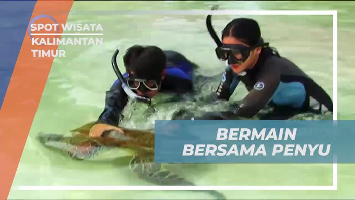 Bermain dan Berinteraksi dengan Penyu di Pantai Kalimantan Timur