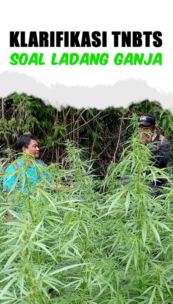 Video TNBTS Klarifikasi Penggunaan Drone-Lokasi Ladang Ganja di Bromo