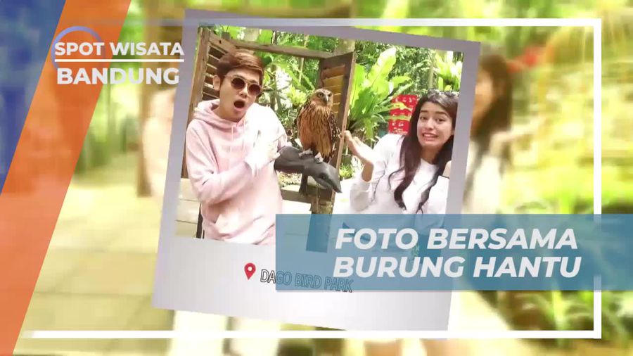Bermain dan Berinteraksi Menyenangkan dengan Burung Hantu di Bandung