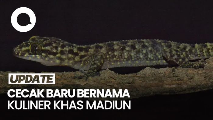Video: Peneliti BRIN Temukan Cecak Spesies Baru, Dinamai Pecel Madiun