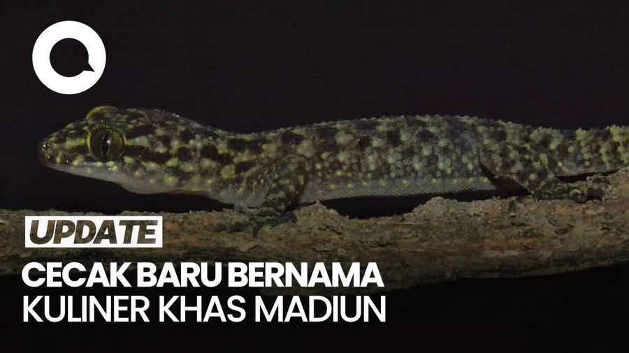 Video: Peneliti BRIN Temukan Cecak Spesies Baru, Dinamai Pecel Madiun