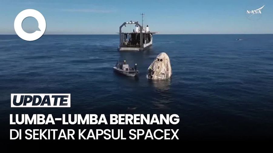 Video Lumba-lumba Sambut Kedatangan Astronaut NASA Saat Mendarat di Bumi