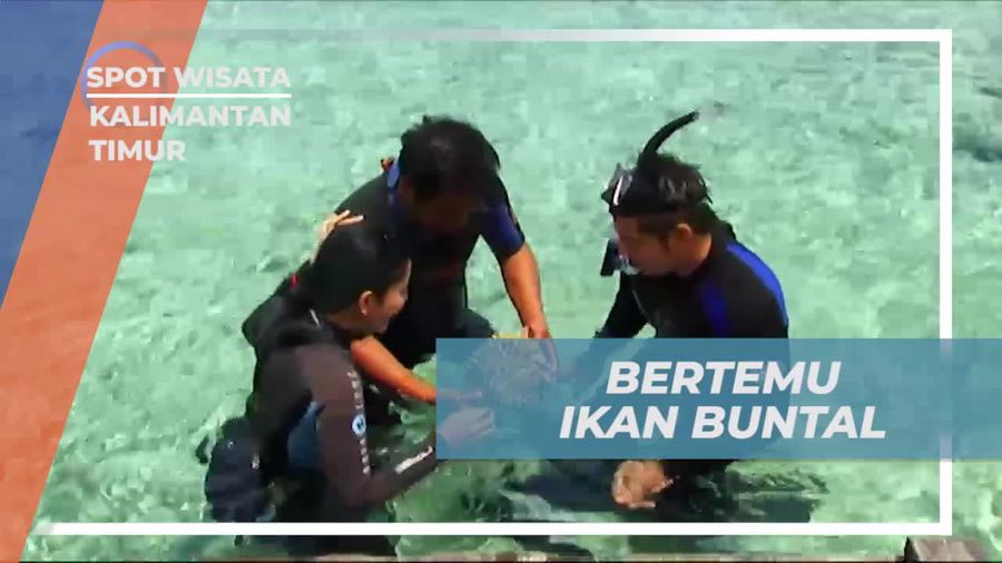 Bertemu Ikan Buntal yang Menawan di Pulau Wisata Kakaban, Kalimantan Timur