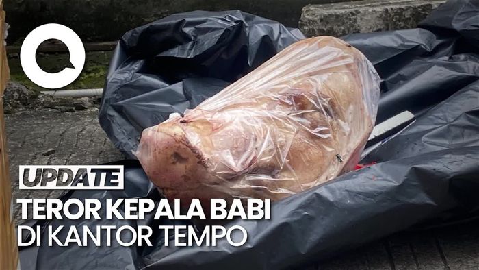 Video: Kantor Tempo Dikirimi Kepala Babi oleh Orang Tak Dikenal