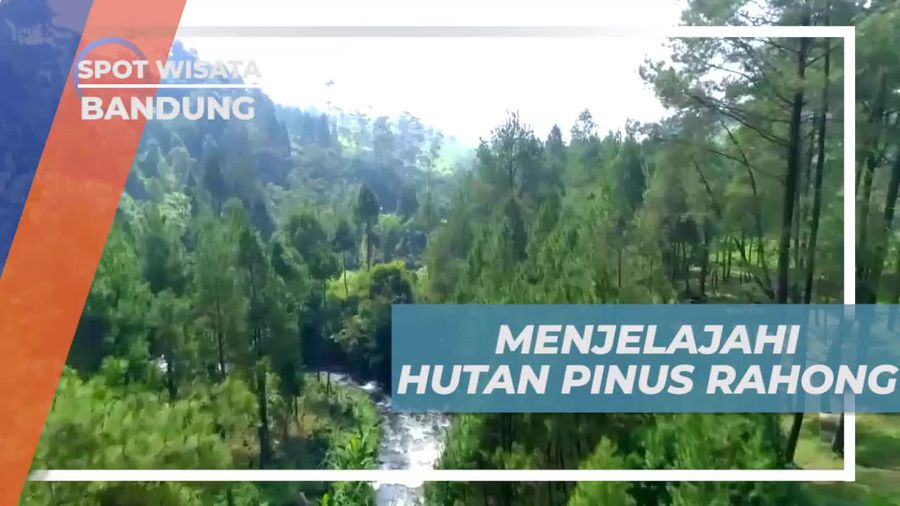 Menjelajah Alam Hutan Pinus Rahong yang Indah di Bandung