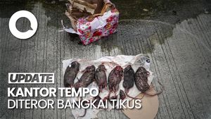 Video: Seusai Teror Kepala Babi, Kini Kantor Tempo Dikirimi Bangkai Tikus Terpenggal