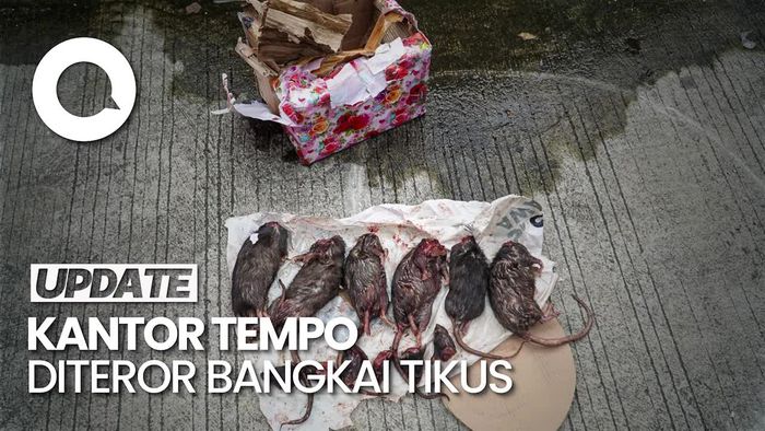 Video: Seusai Teror Kepala Babi, Kini Kantor Tempo Dikirimi Bangkai Tikus Terpenggal