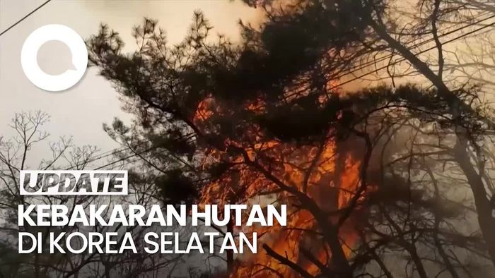 Video Korea Selatan Darurat Kebakaran Hutan: 4 Tewas-Ribuan Mengungsi
