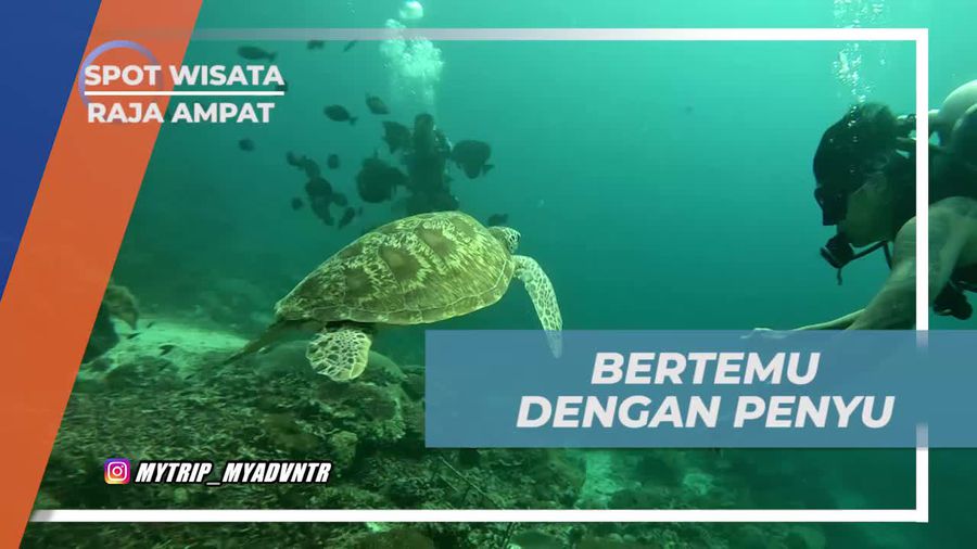 Bertemu Penyu di Kedalaman Laut Sawandarek, Raja Ampat