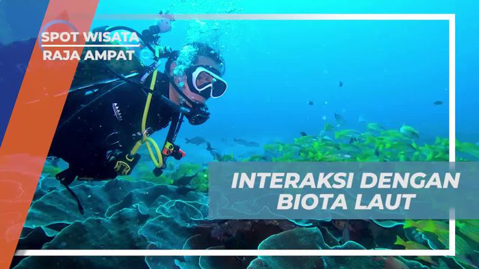 Berinteraksi dengan Biota Laut yang Menakjubkan di Raja Ampat