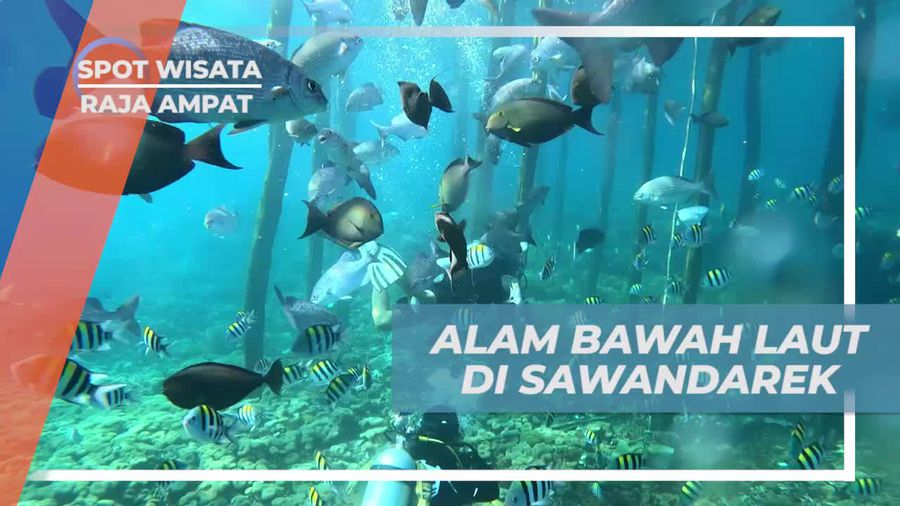 Menyelam dan Menyaksikan Keindahan Alam Bawah Laut di Sawandarek, Raja Ampat