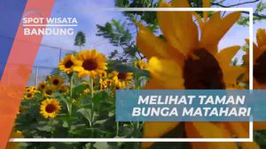 Menyusuri Taman Bunga Matahari yang Menawan di Bandung
