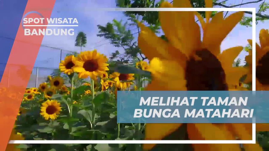 Menyusuri Taman Bunga Matahari yang Menawan di Bandung