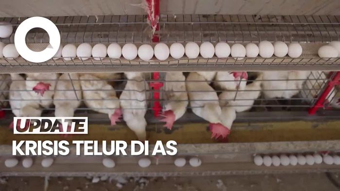 Video Krisis Telur AS Gara-gara Flu Burung Berimbas ke Brasil