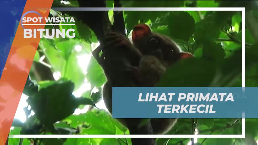 Memperhatikan Tarsius, Primata Terkecil di Bitung