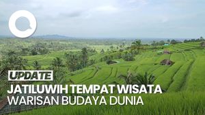 Video Kunjungan Wisatawan Ke DTW Jatiluwih Masih Normal