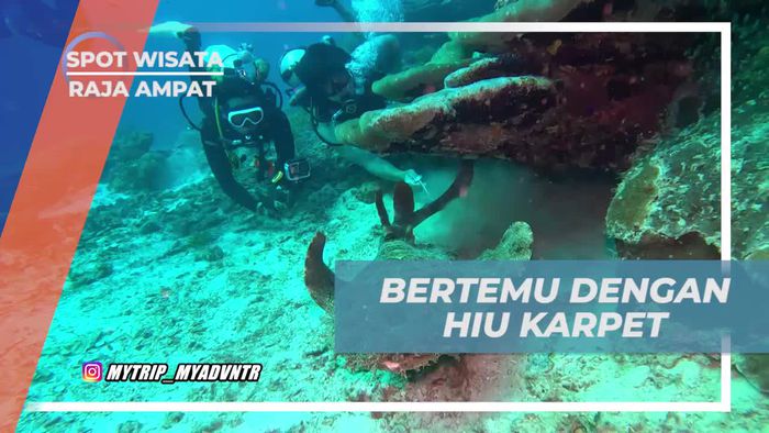 Melihat Hiu Karpet yang Menyamar di Alam Bawah Laut Raja Ampat