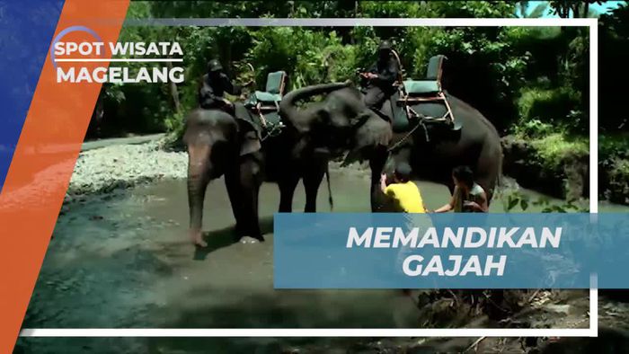 Memandikan Gajah dengan Cinta di Sungai Borobudur, Magelang