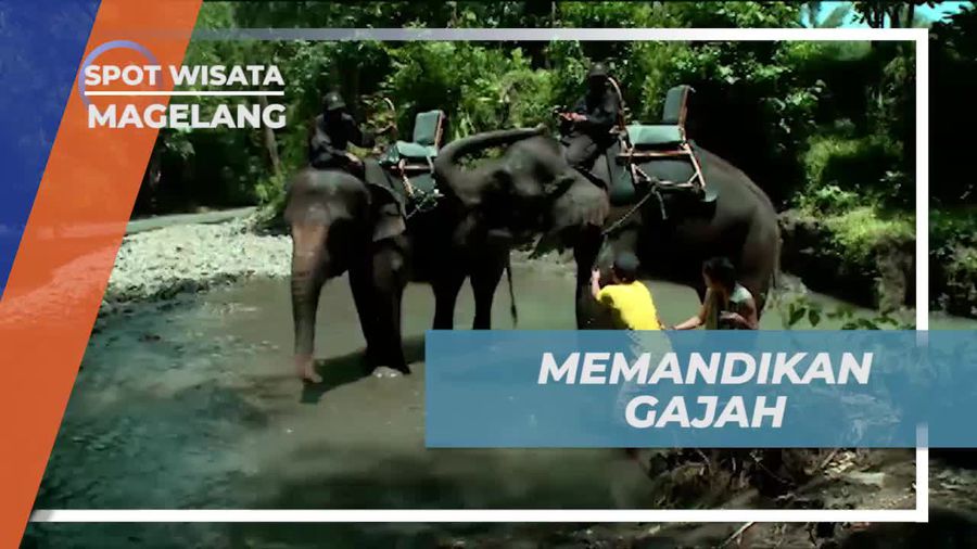Memandikan Gajah dengan Cinta di Sungai Borobudur, Magelang