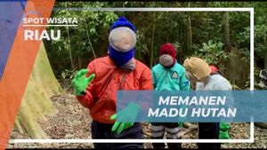Mendaki Pohon Sialang untuk Memanen Madu Hutan di Riau  
