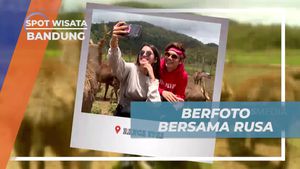Mengabadikan Momen Bersama Rusa di Bandung  