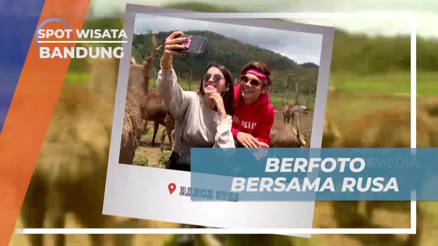 Mengabadikan Momen Bersama Rusa di Bandung  