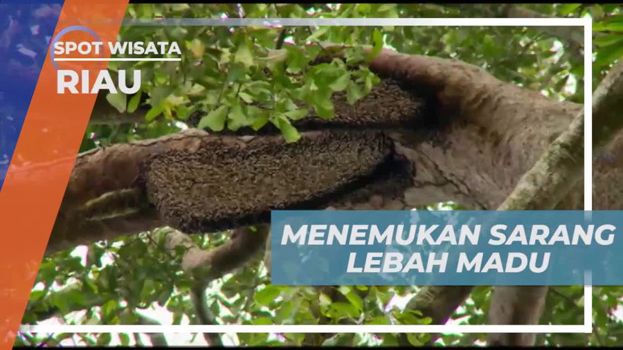 Menggali Manfaat Pohon Sialang dan Sarangnya di Riau  