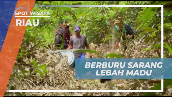 Menelusuri Hutan untuk Berburu Sarang Lebah di Riau  