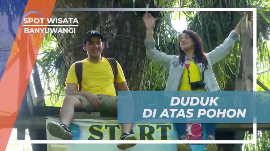 Bersantai di Atas Pohon Unik di Banyuwangi  