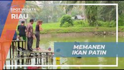 Menyambut Serunya Memanen Ikan Patin di Riau  