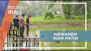 Menyambut Serunya Memanen Ikan Patin di Riau  