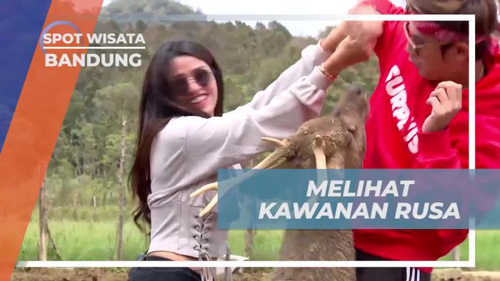 Menyaksikan Rusa di Tempat Penangkaran Bandung  