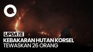 Video: Korban Tewas Kebakaran Hutan Korea Selatan Capai 26 Orang