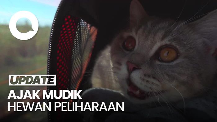 Video: Hewan Peliharaan Ikut Mudik? Simak Tipsnya Dulu!
