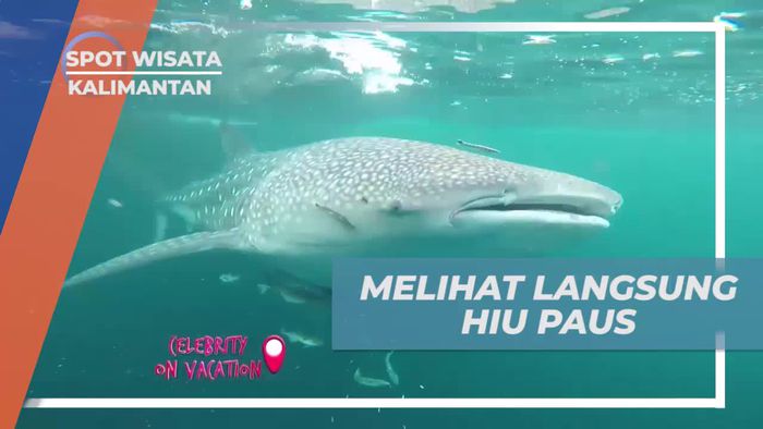 Berenang Bersama Hiu Paus dalam Petualangan Seru di Kaltim