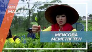 Memetik Daun Teh dengan Ceria di Wonosari, Malang