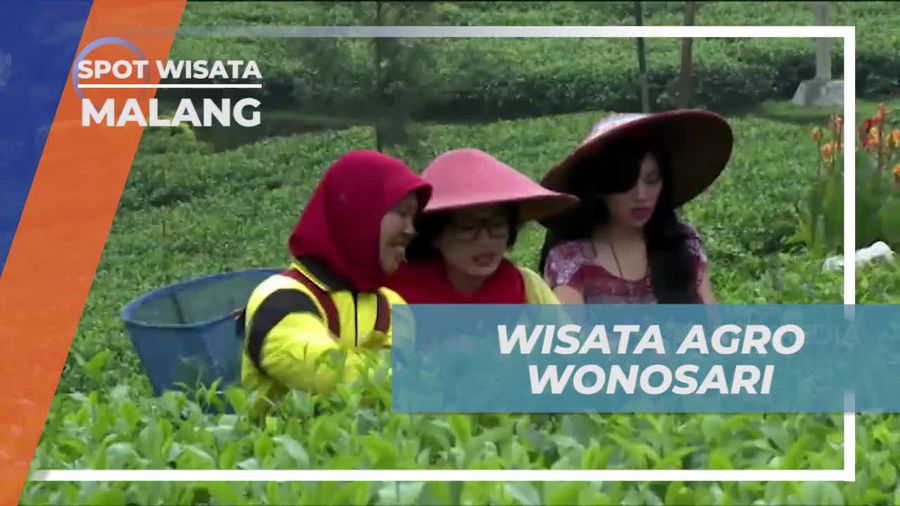 Nikmati Keindahan Kebun Teh di Wisata Agro Wonosari, Malang