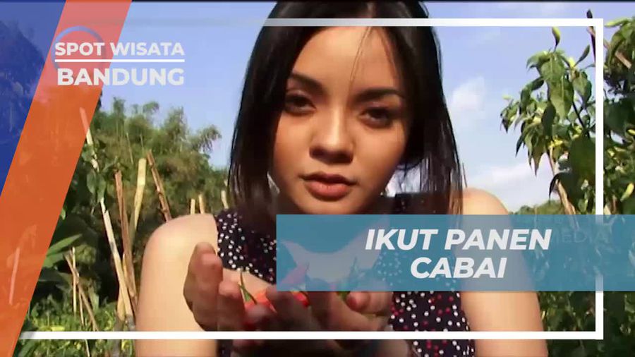 Mencicipi Petualangan Memanen Cabai di Lembang, Bandung