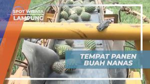 Bersegar di Tengah Kebun Nanas yang Luas di Lampung