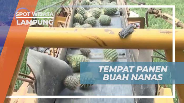 Bersegar di Tengah Kebun Nanas yang Luas di Lampung