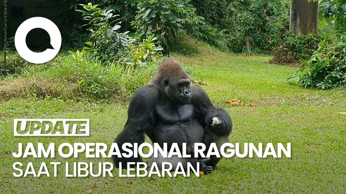 Video: Simak! Jadwal Operasional Ragunan Selama Libur Lebaran